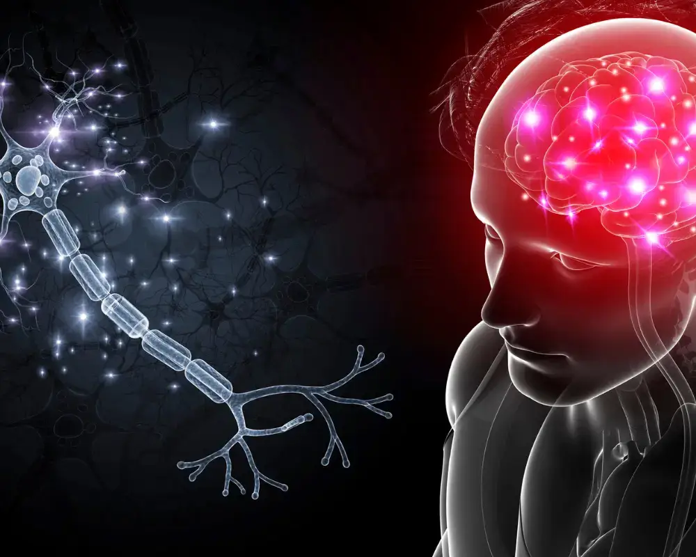 brain neurons